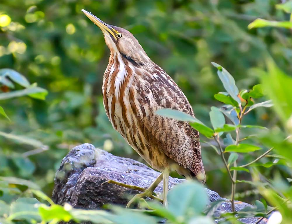 American Bittern