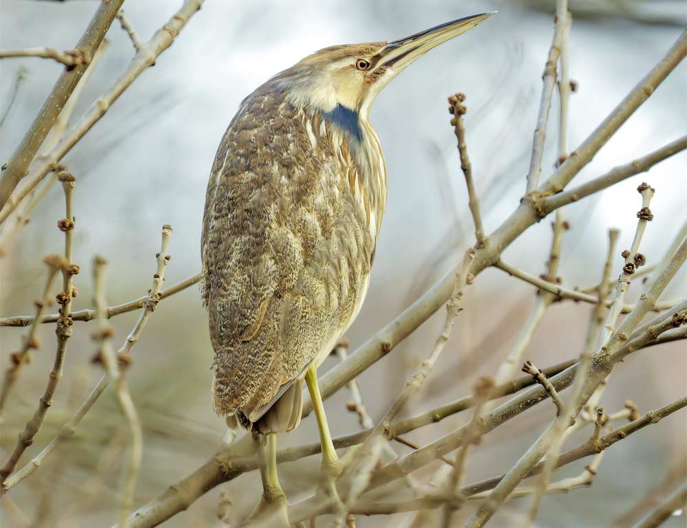 American Bittern