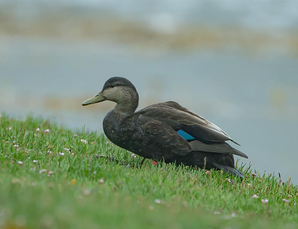 American Black Duck