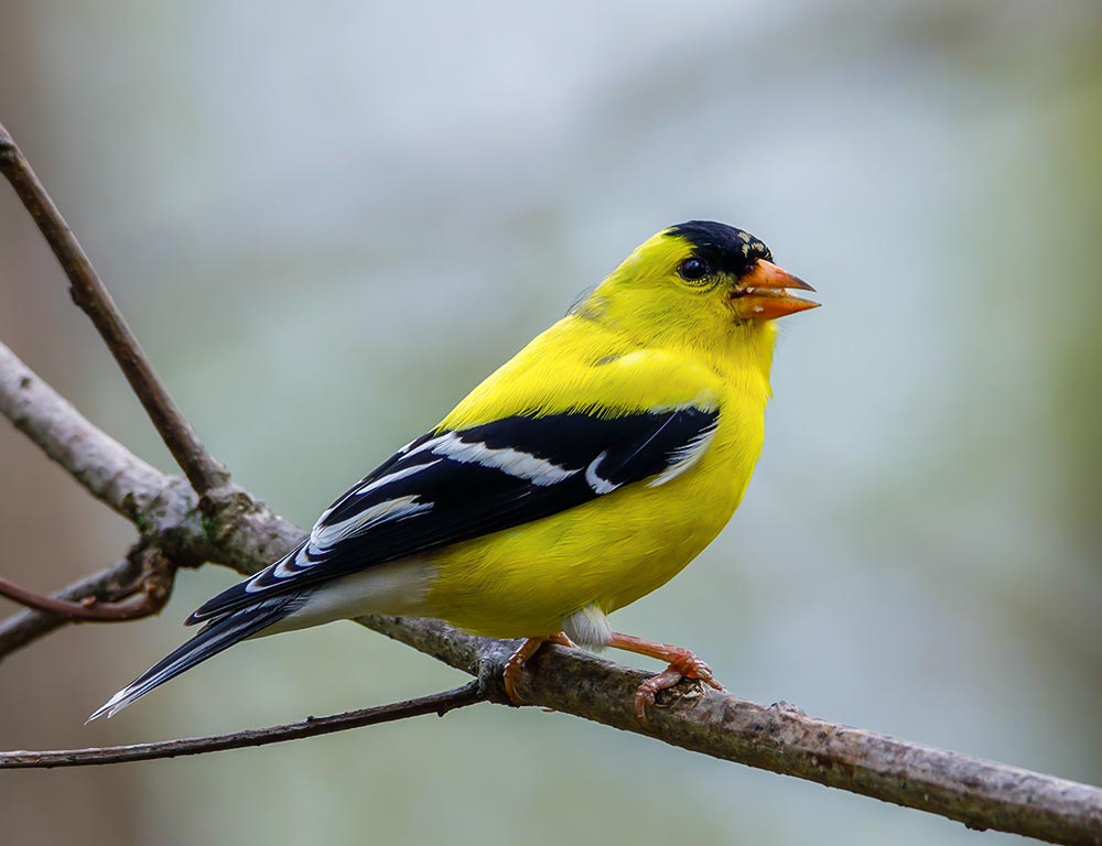 American Goldfinch