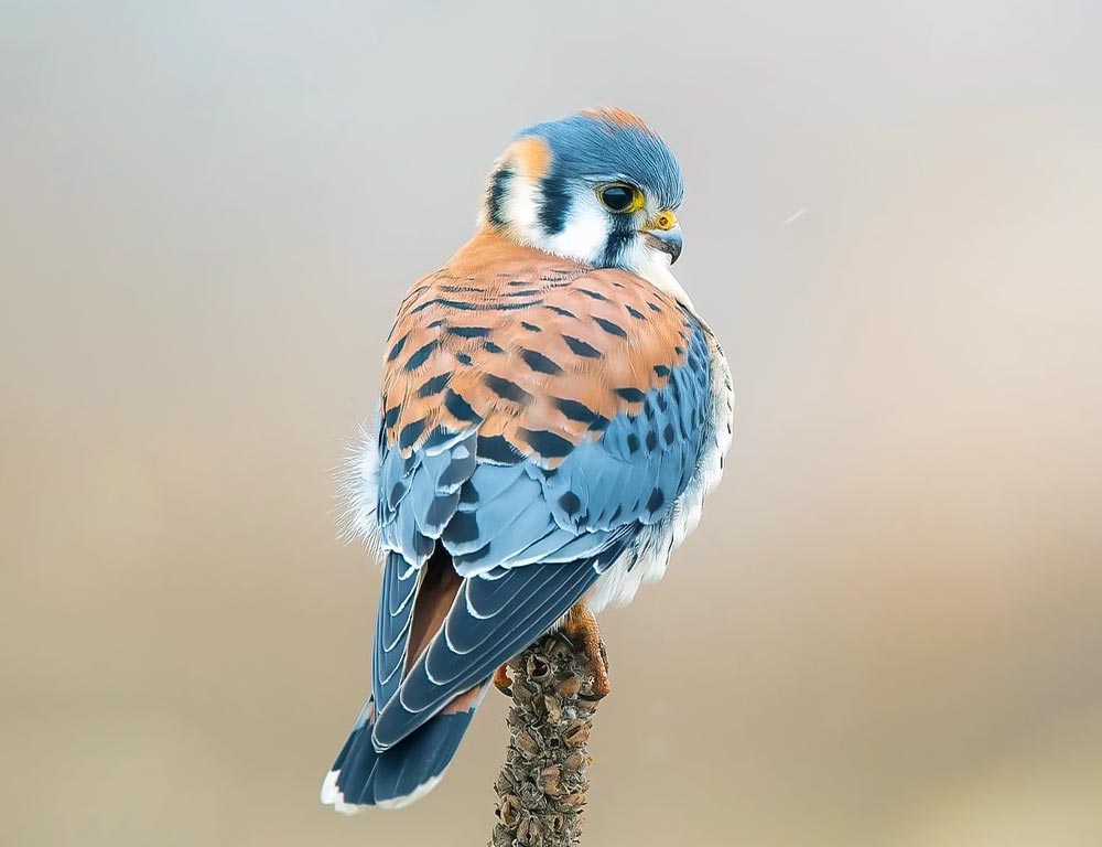 American Kestrel