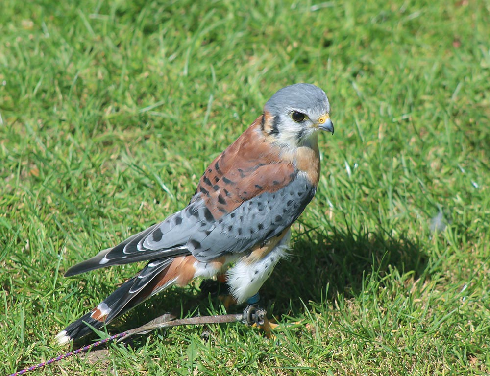 American Kestrel