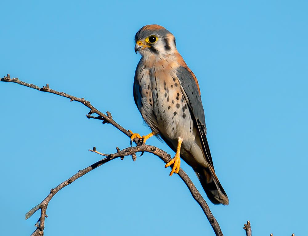 American Kestrel