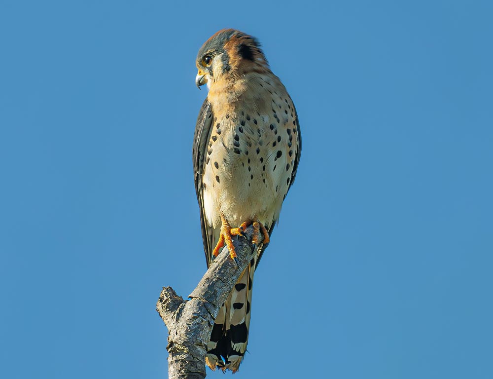 American Kestrel