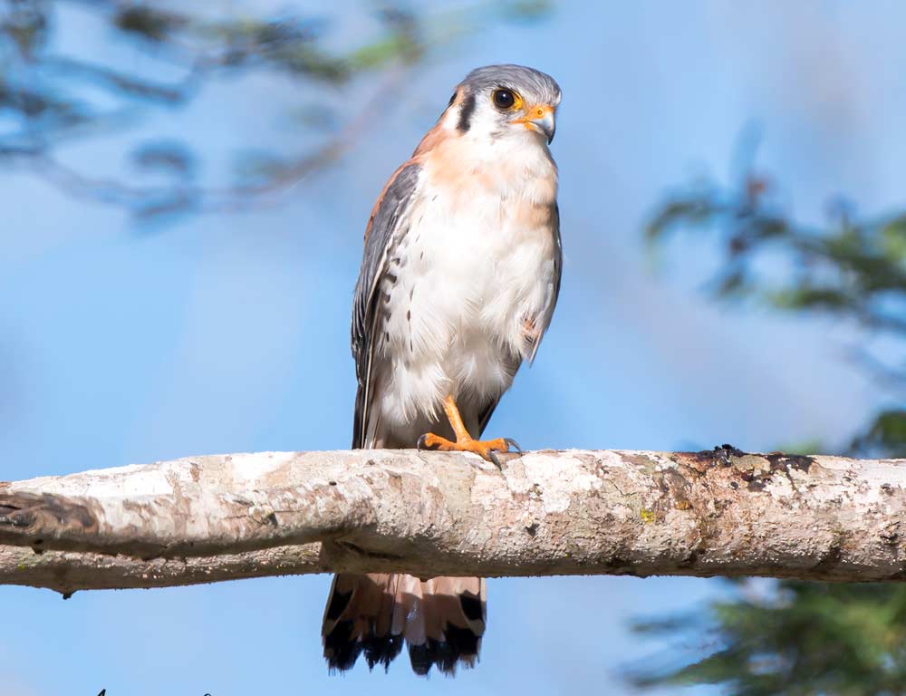 American Kestrel