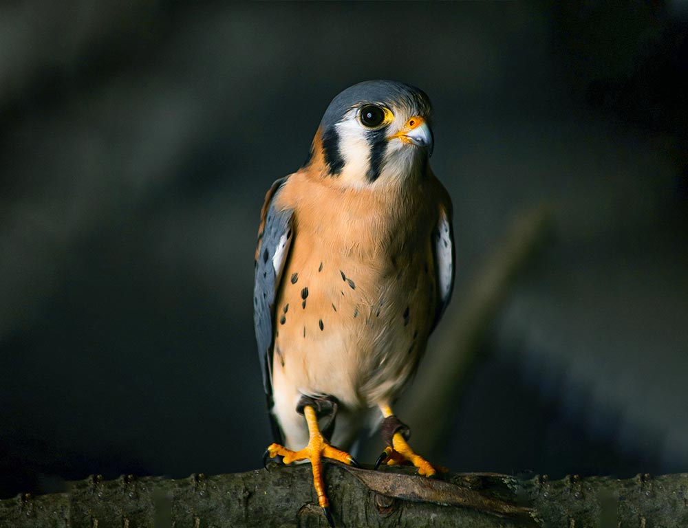 American Kestrel