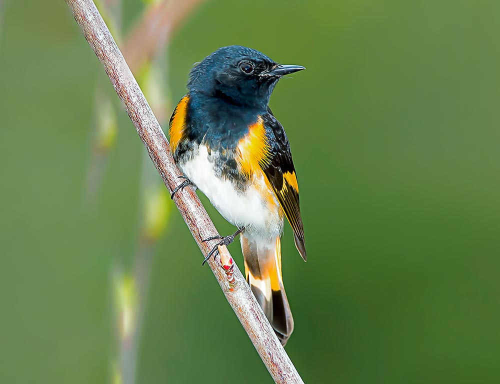 American Redstart