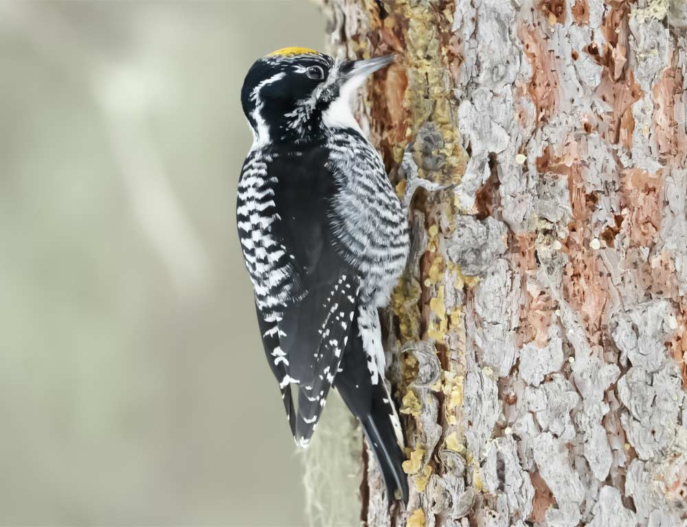 American Three-toed Woodpecker