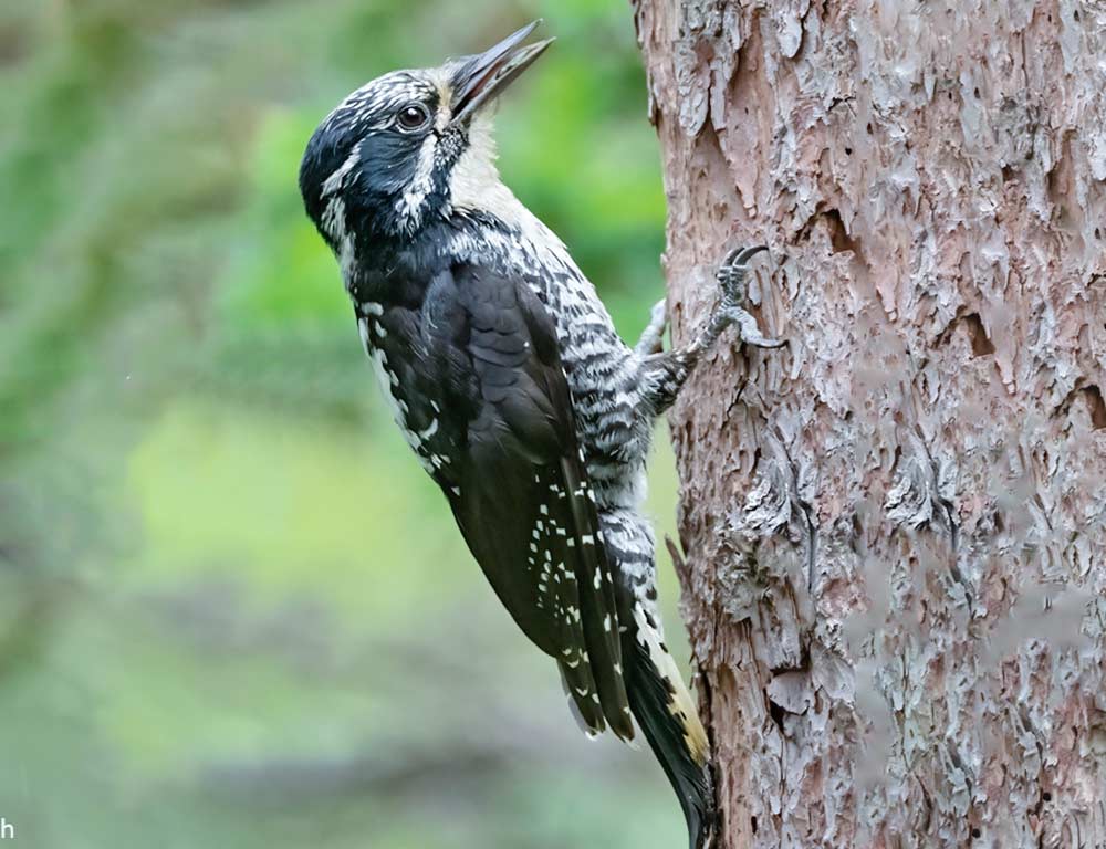 American Three-toed Woodpecker