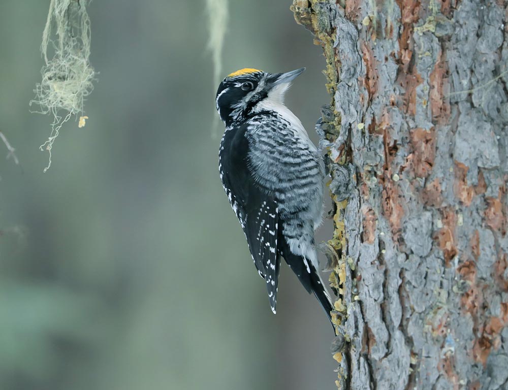 American Three-toed Woodpecker