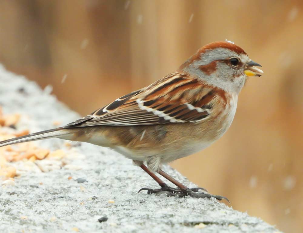 American Tree Sparrow