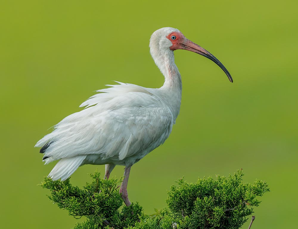 American White Ibis