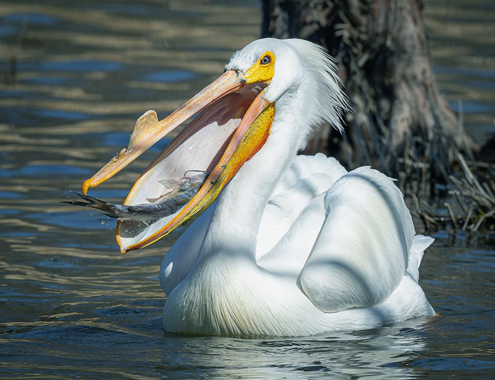 American White Pelican