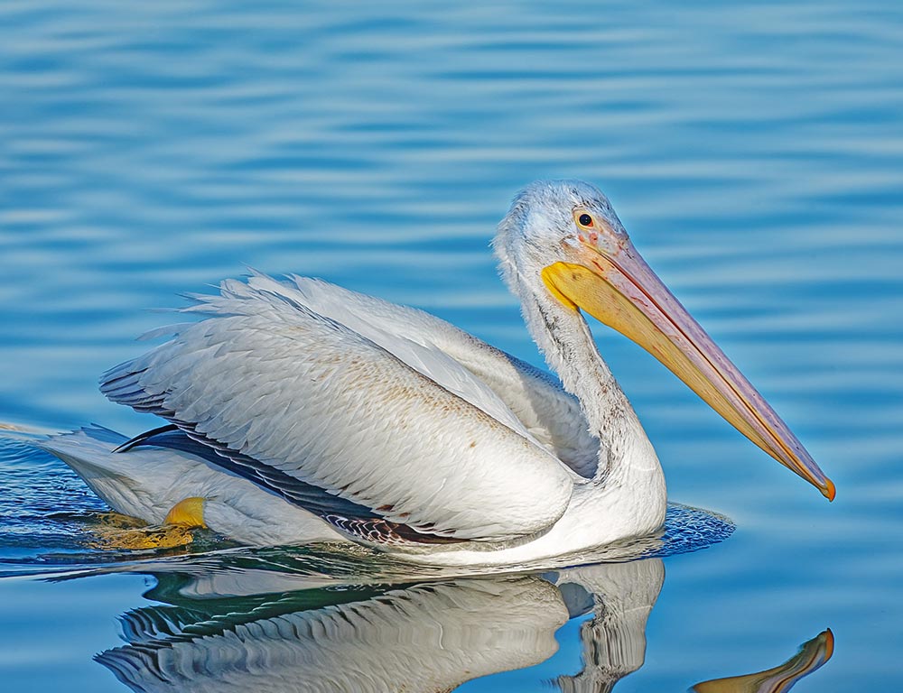 American White Pelican