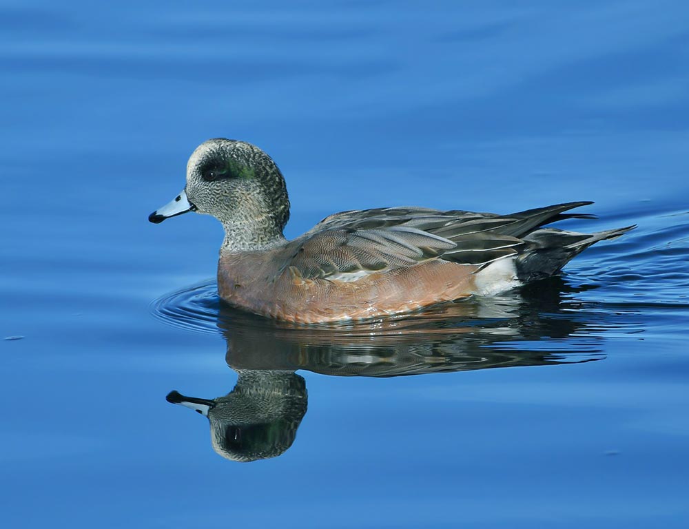 American Wigeon