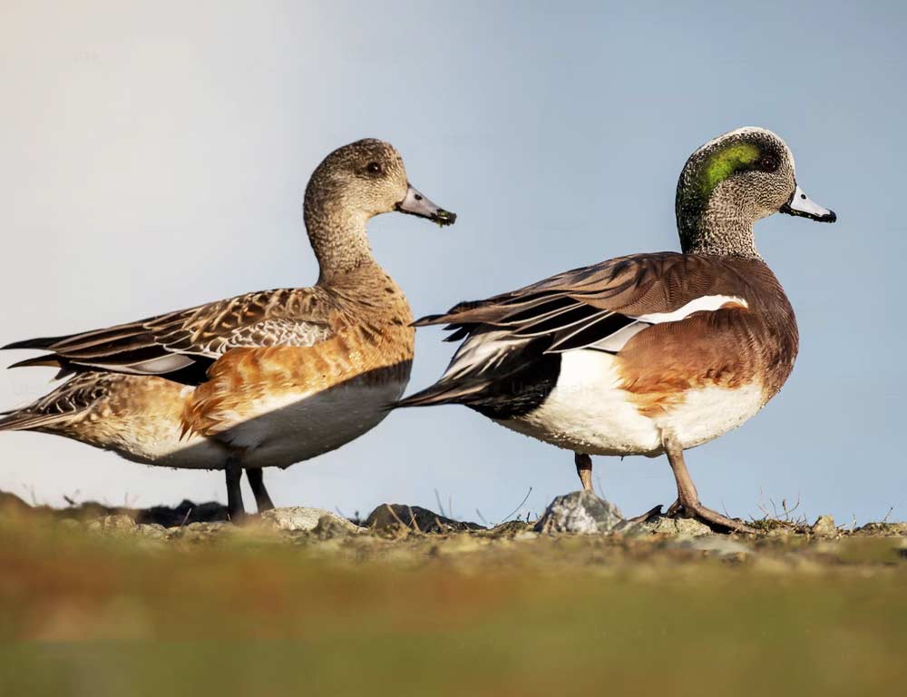 American Wigeon