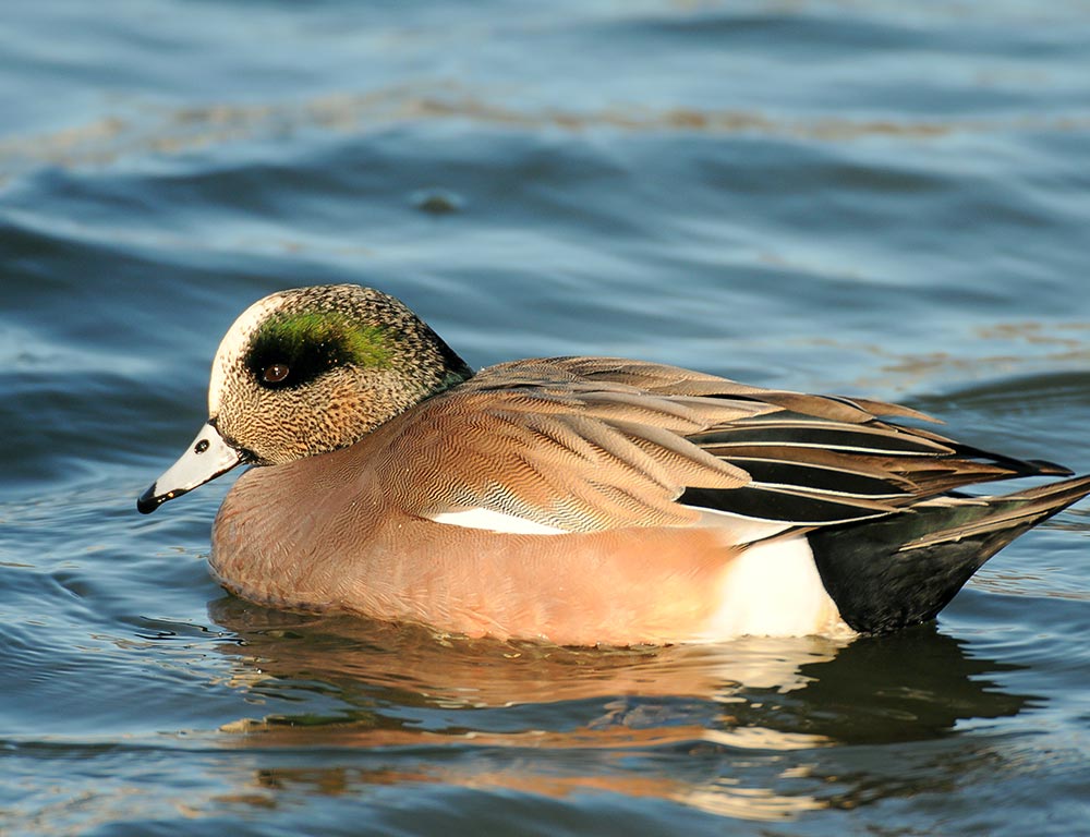 American Wigeon