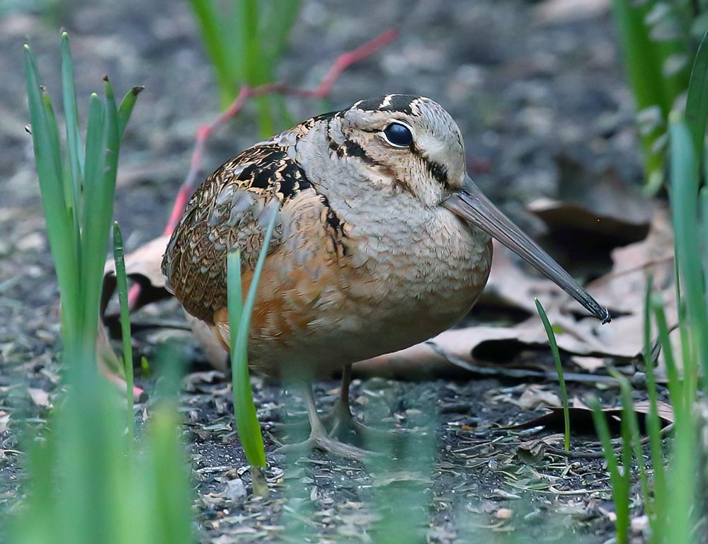 American Woodcock