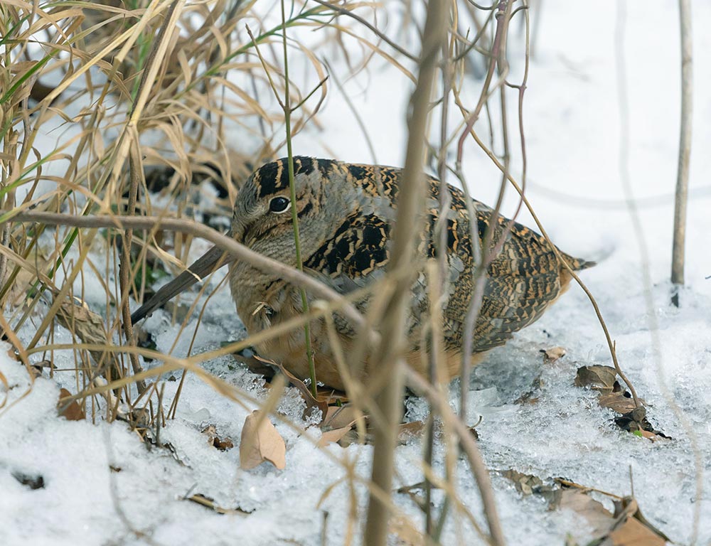 American Woodcock