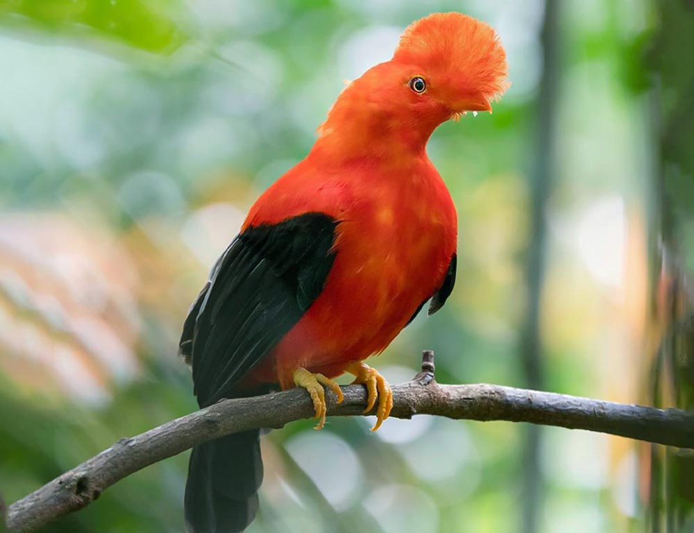 Andean Cock-of-the-rock