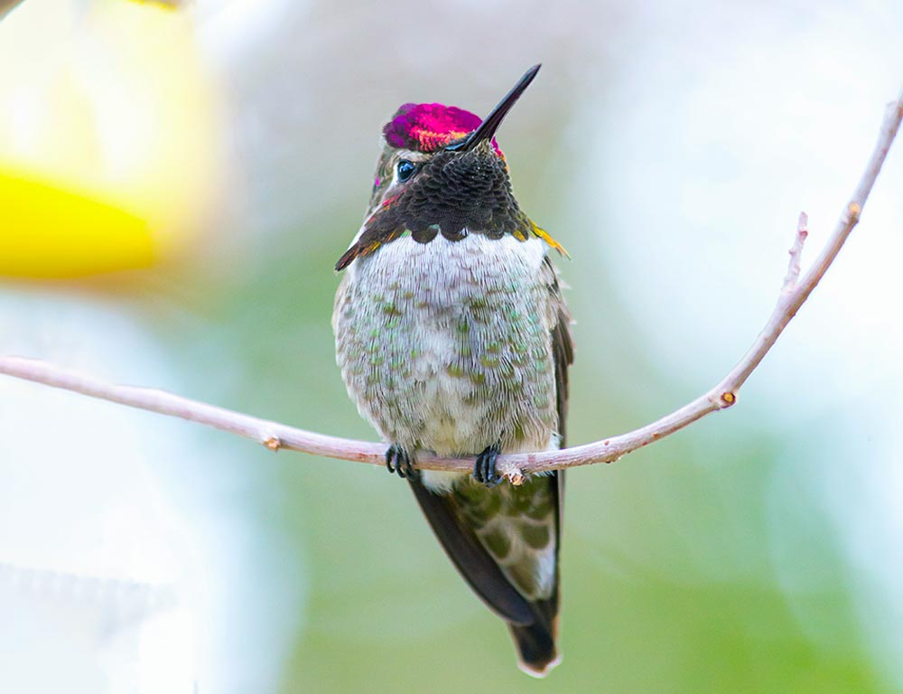 Anna's Hummingbird