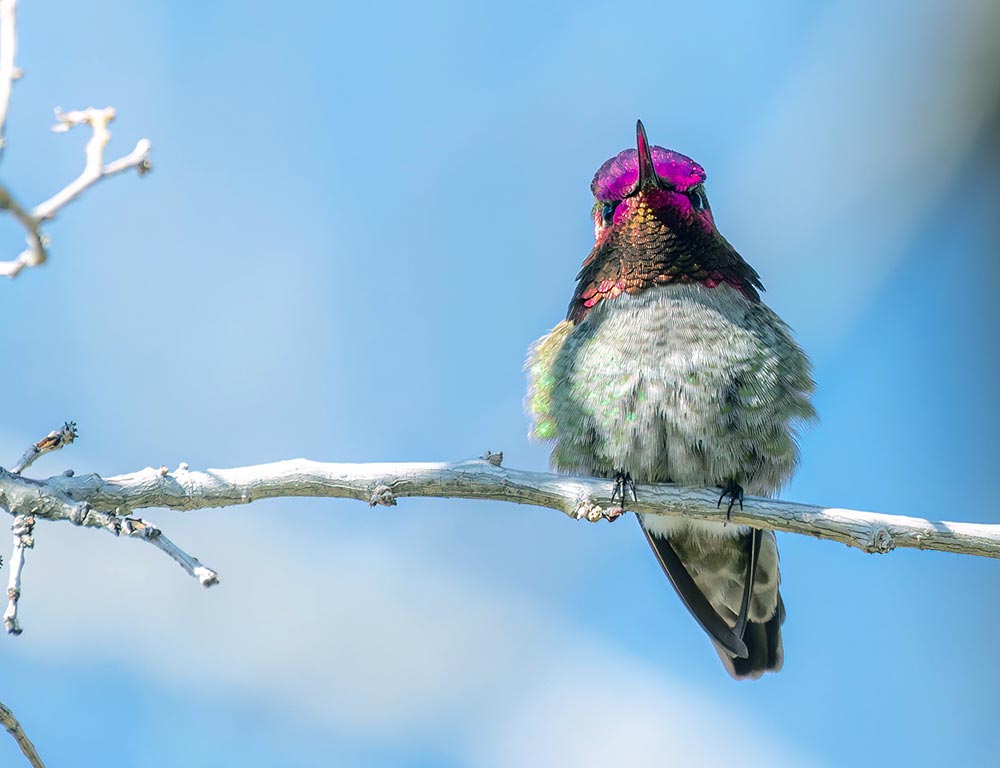 Anna's Hummingbird