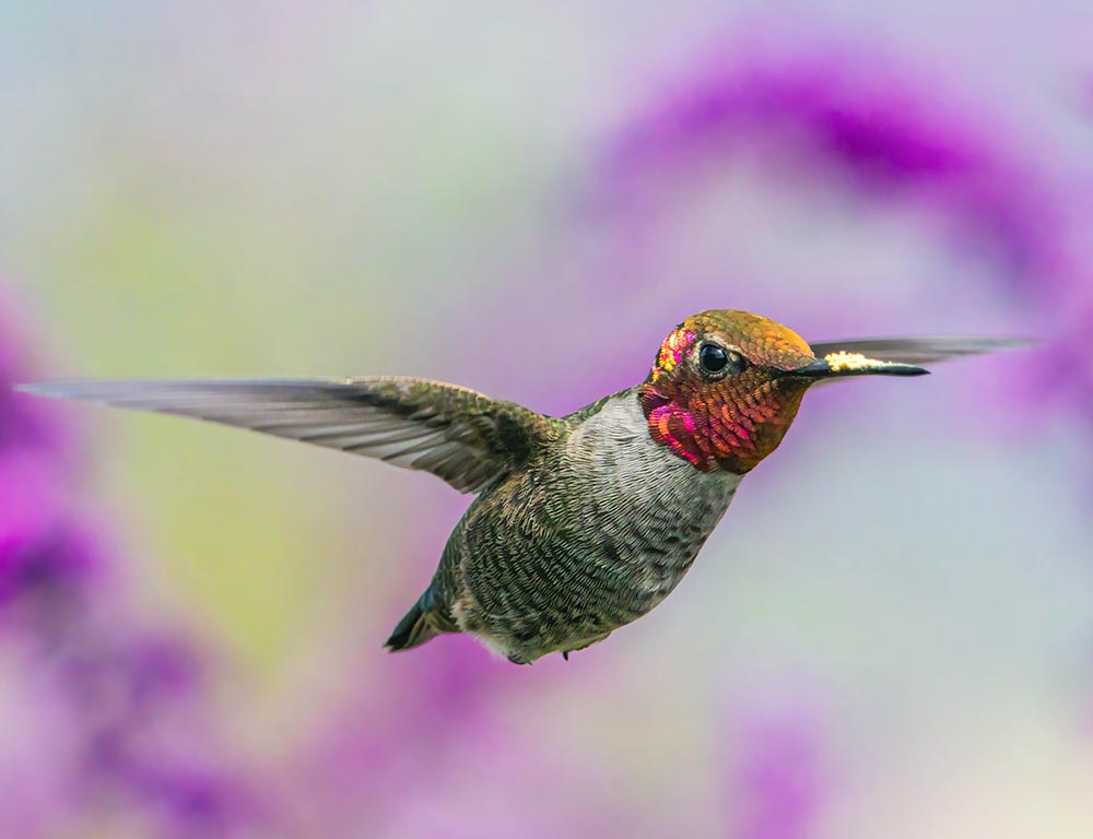 Anna's Hummingbird