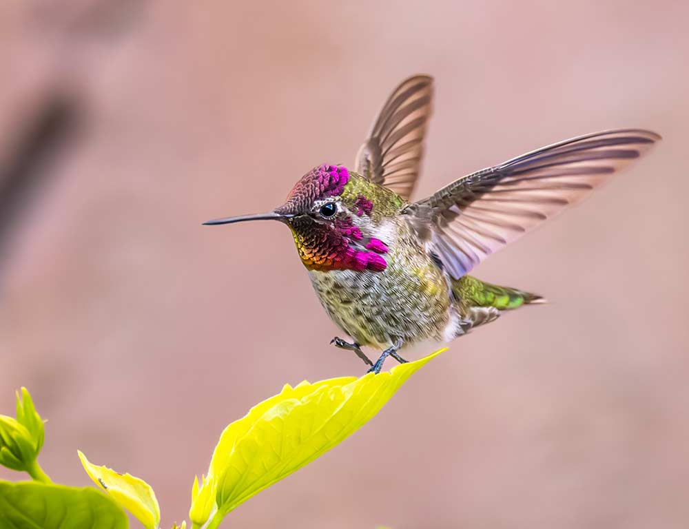 Anna's Hummingbird