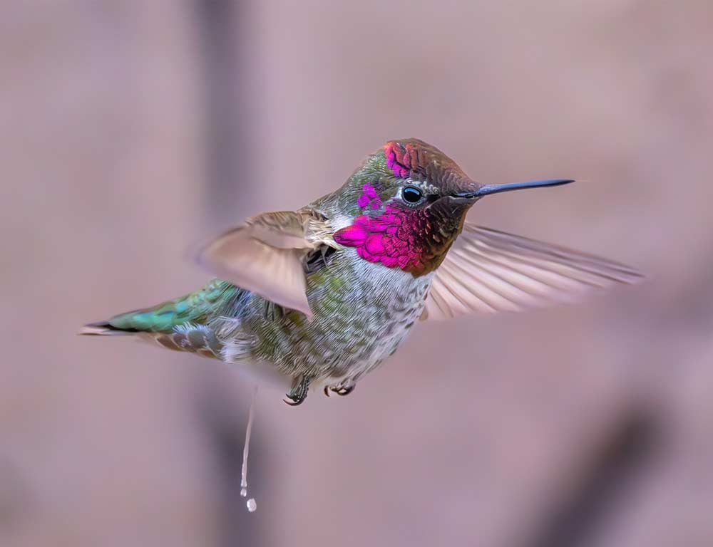 Anna's Hummingbird