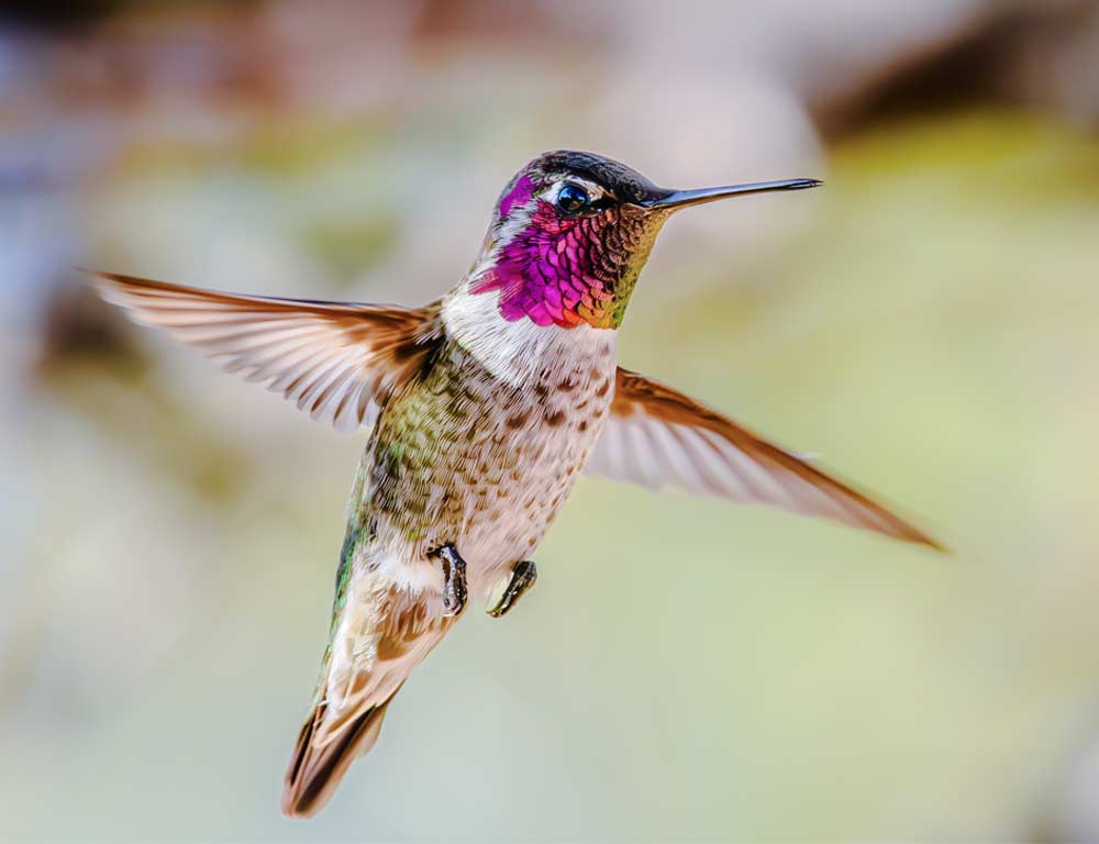 Anna's Hummingbird