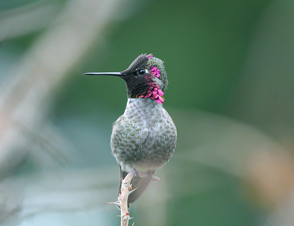 Anna's Hummingbird