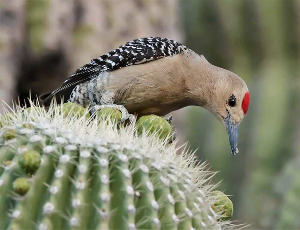 Arizona Woodpecker