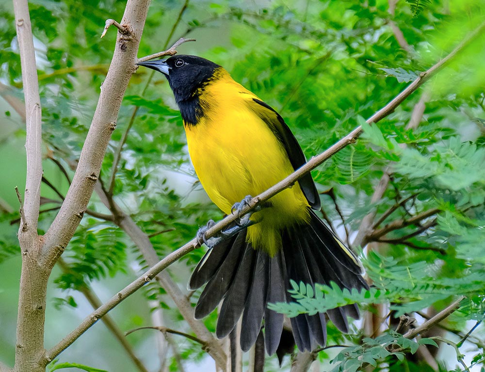 Audubon's Oriole