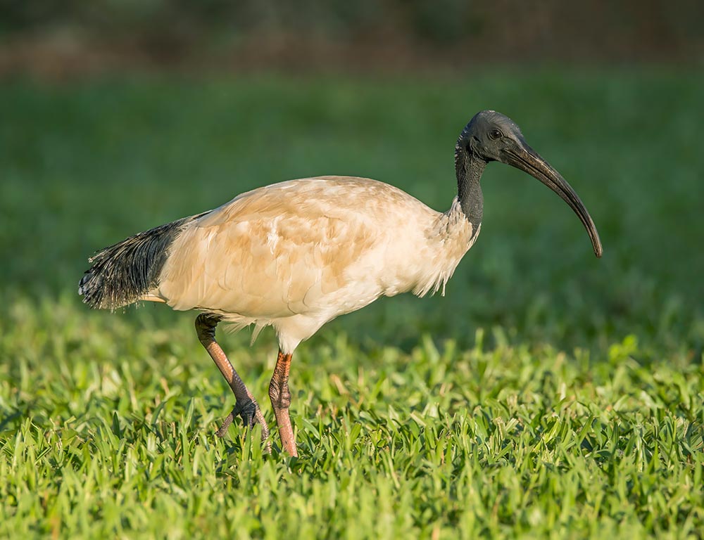 Australian White Ibis