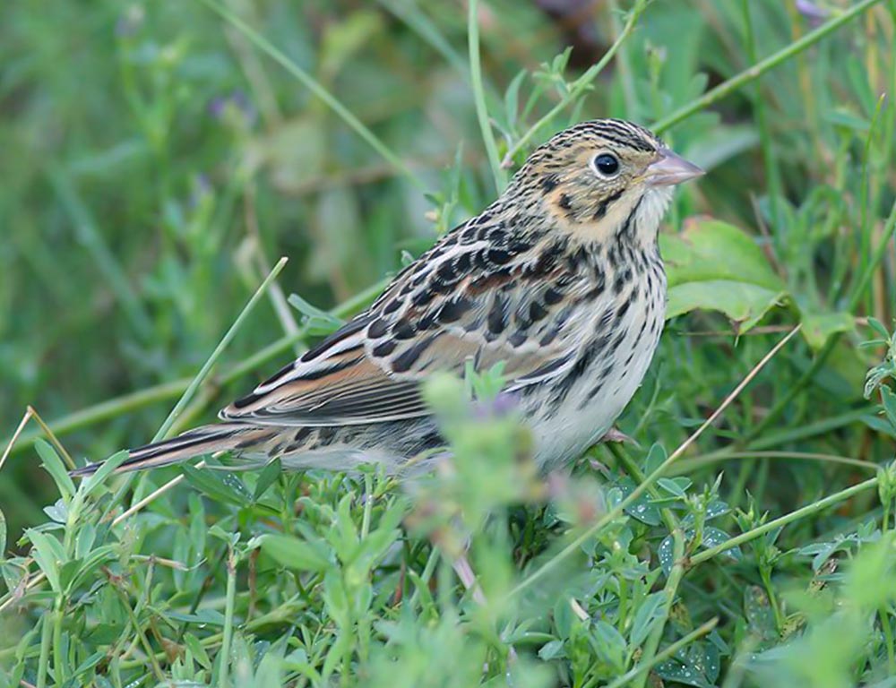 Baird's Sparrow