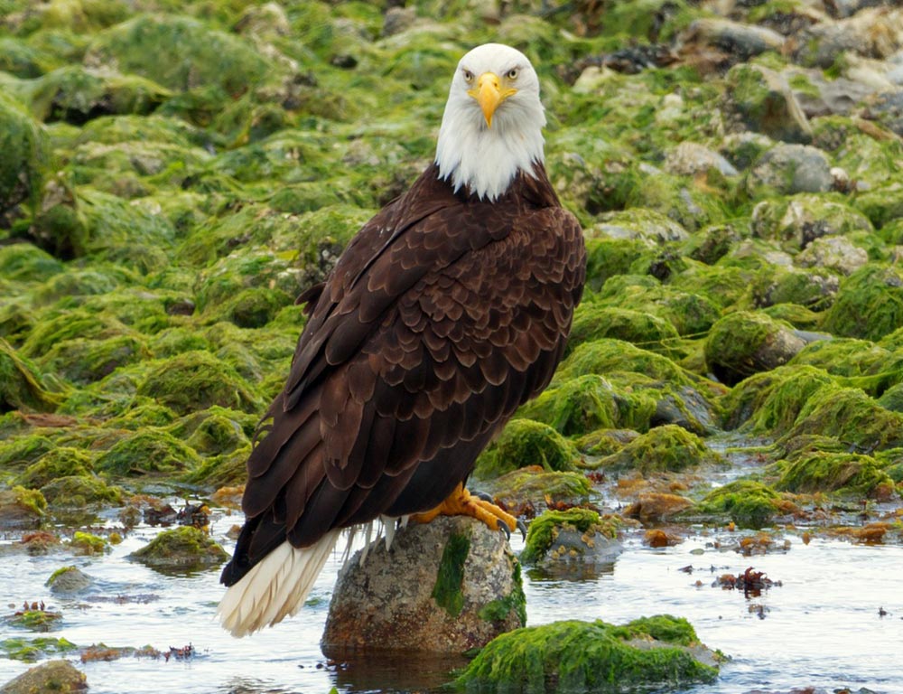 Bald Eagle