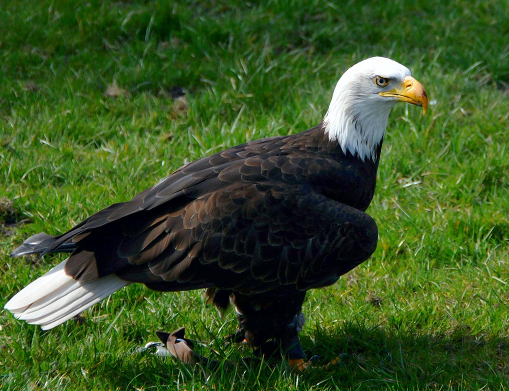 Bald Eagle