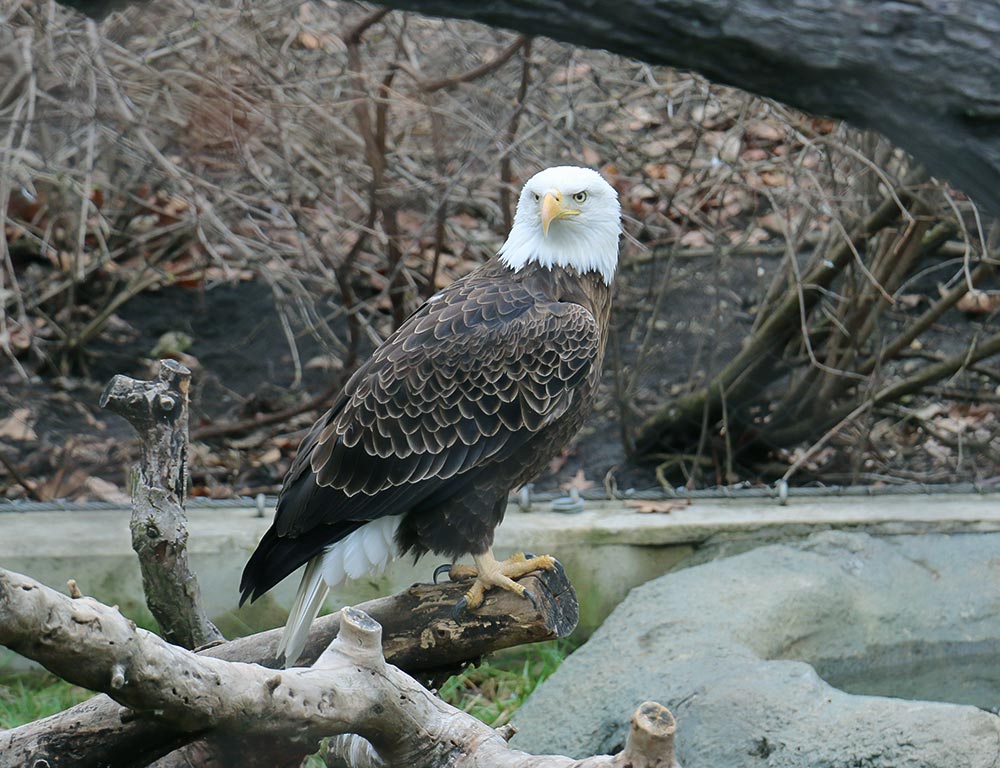 Bald Eagle