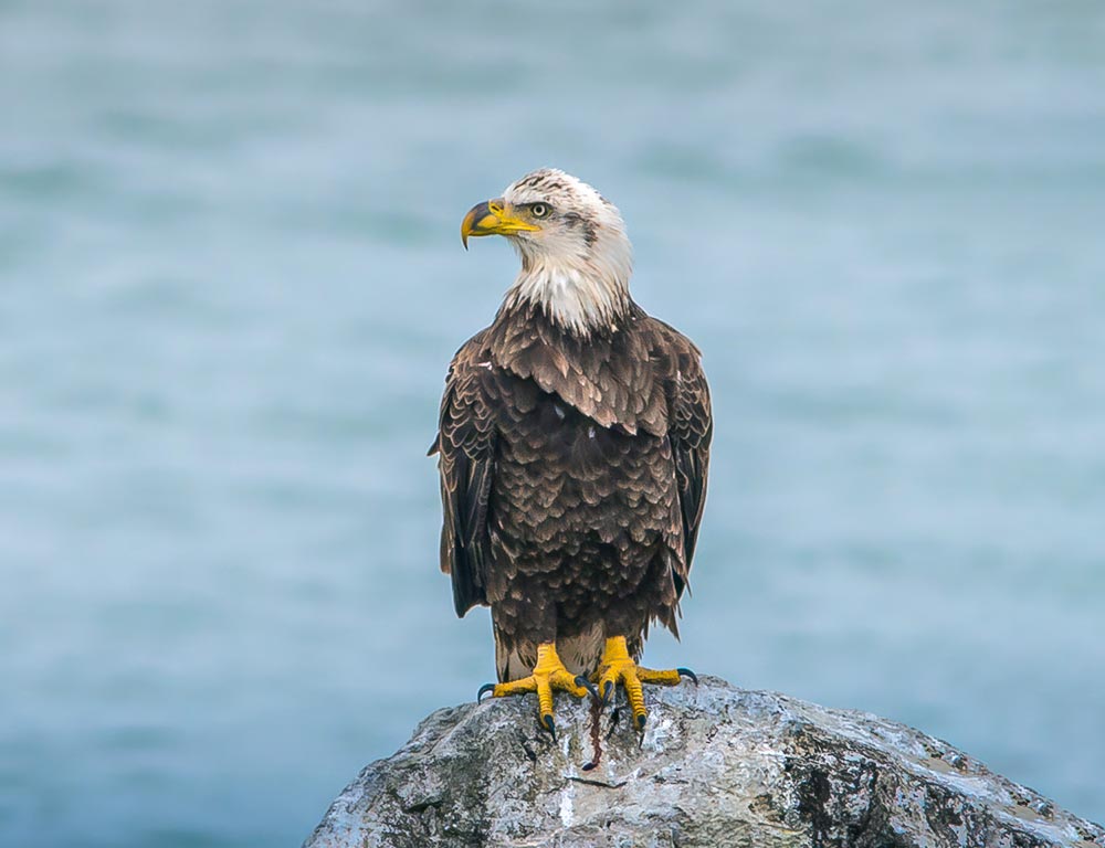 Bald Eagle