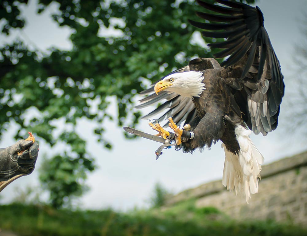 Bald Eagle