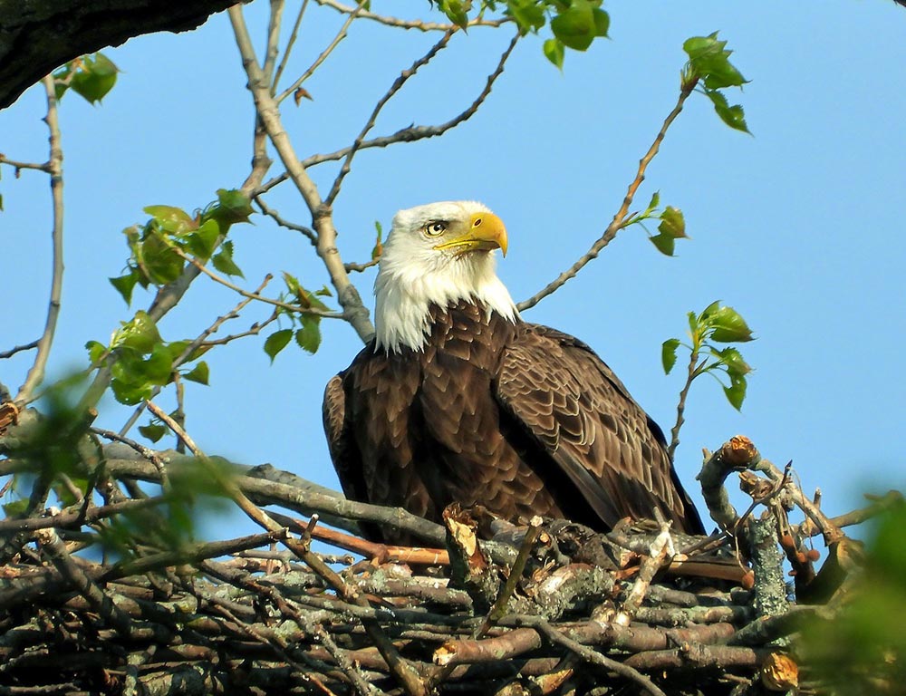 Bald Eagle