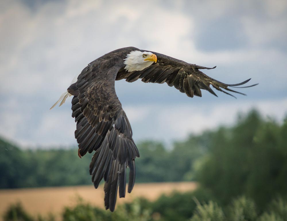 Bald Eagle