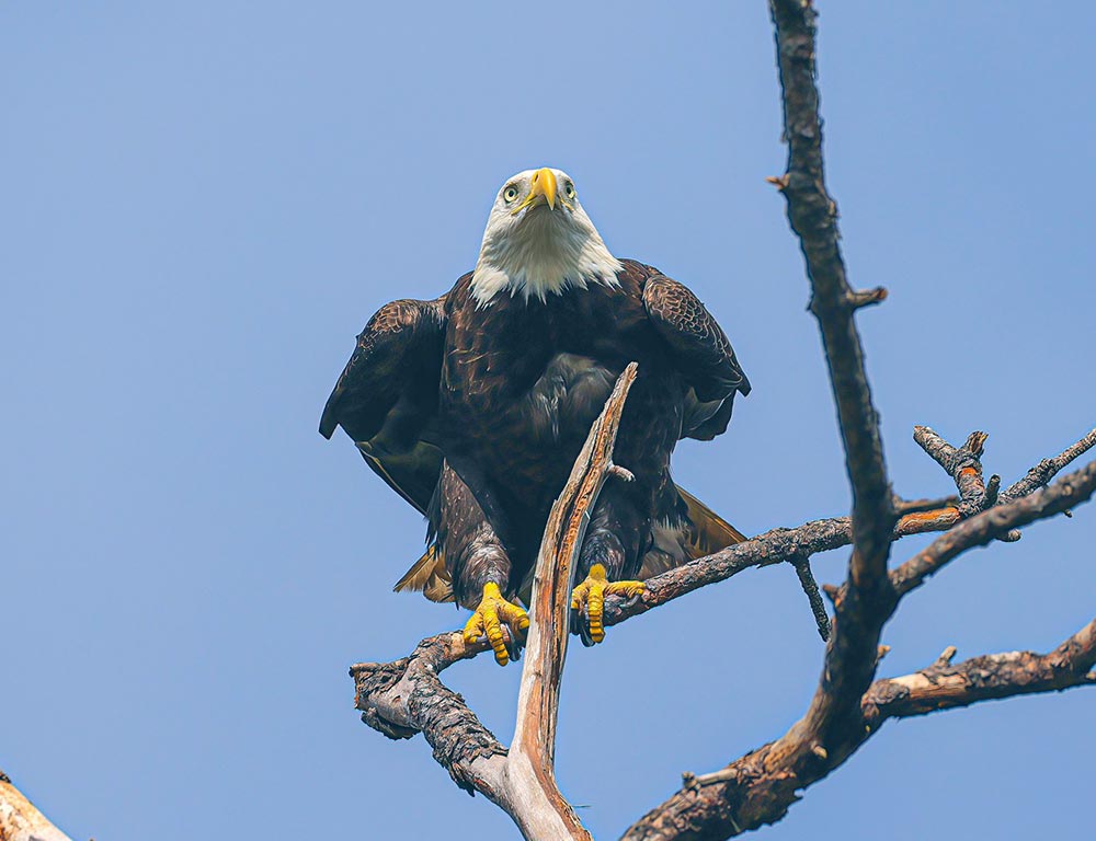 Bald Eagle