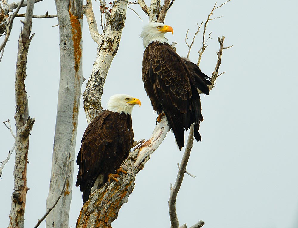 Bald Eagles