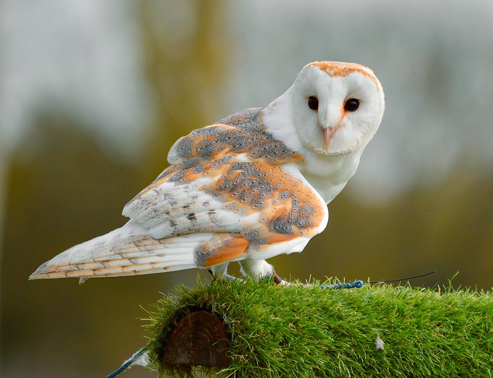 Barn Owl