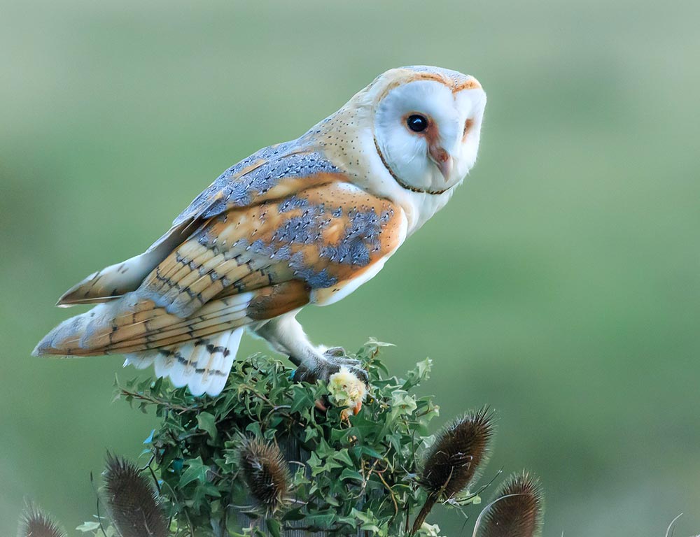 Barn Owl