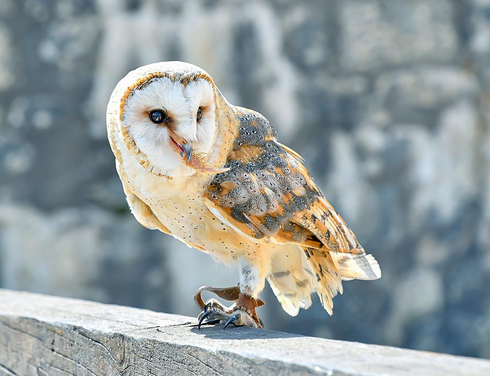 Barn Owl