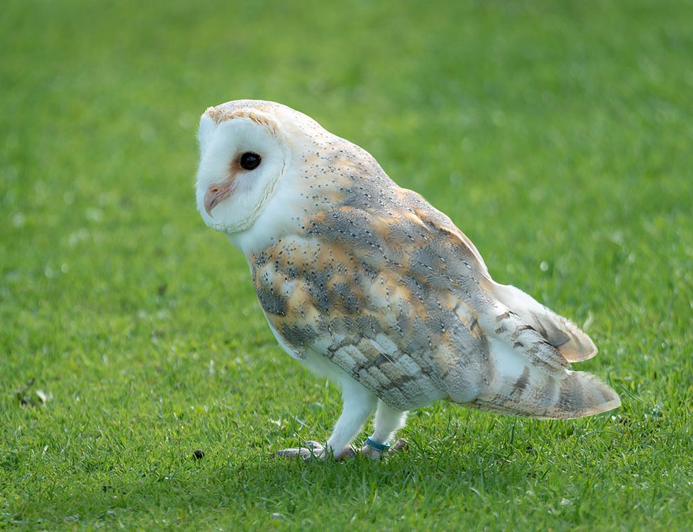 Barn Owl