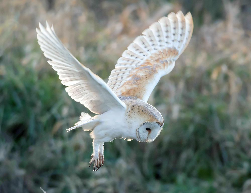 Barn Owl