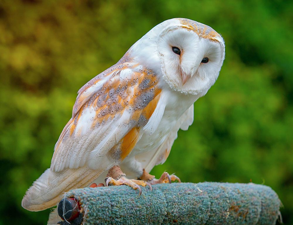 Barn Owl